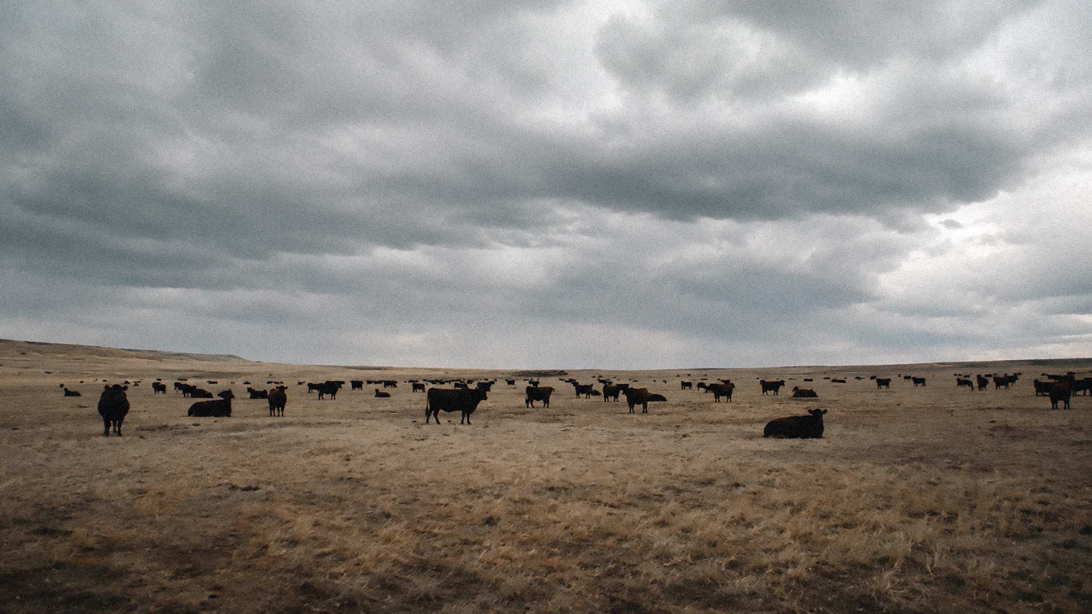 USDA Confirms New World Screwworm in Texas Calf, Marking First Case in Mainland U.S. Since 1966