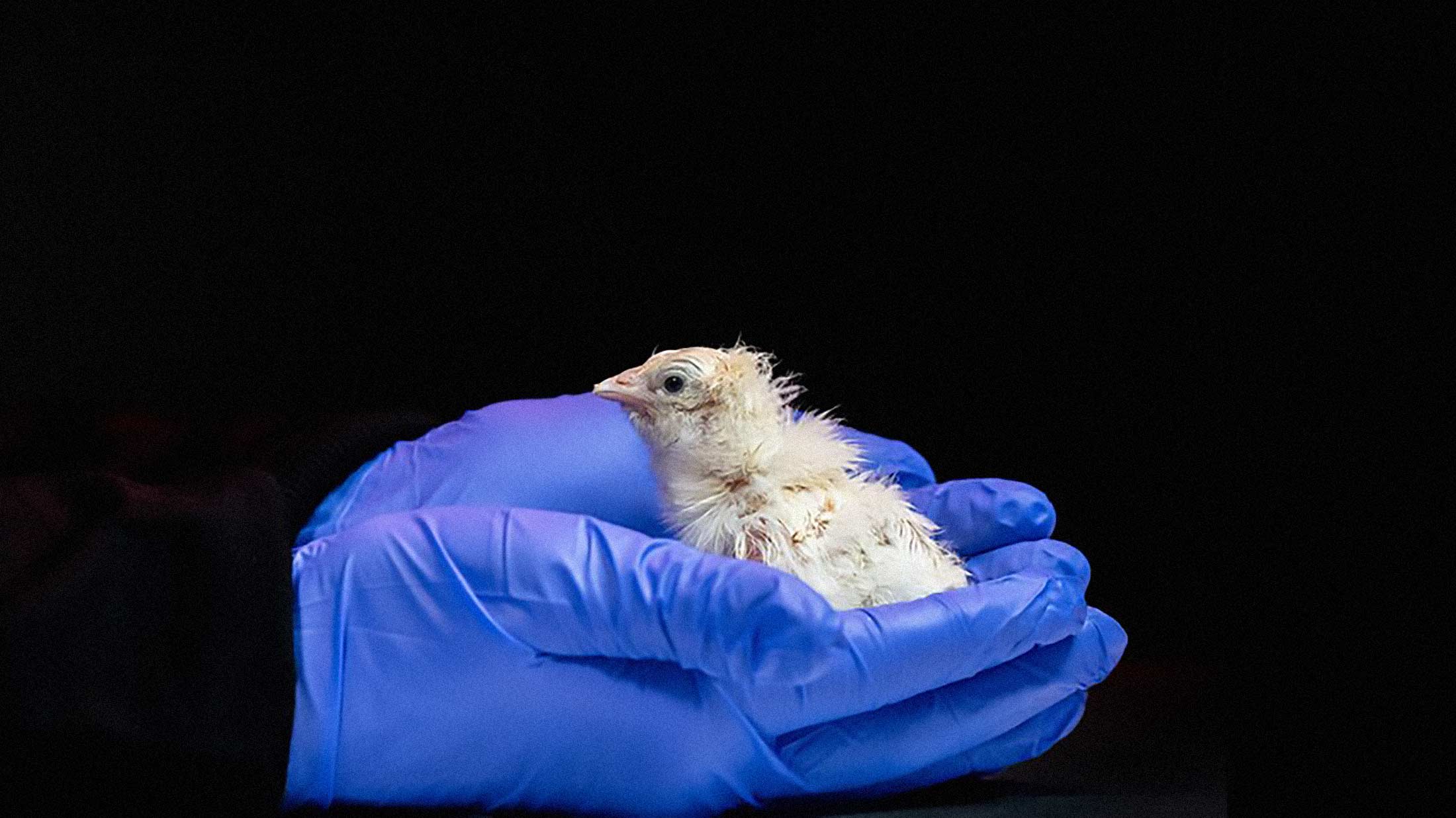 Colossal Biosciences Hatches Chickens From Artificial Eggs, Unlocking a New Path to De-Extinction