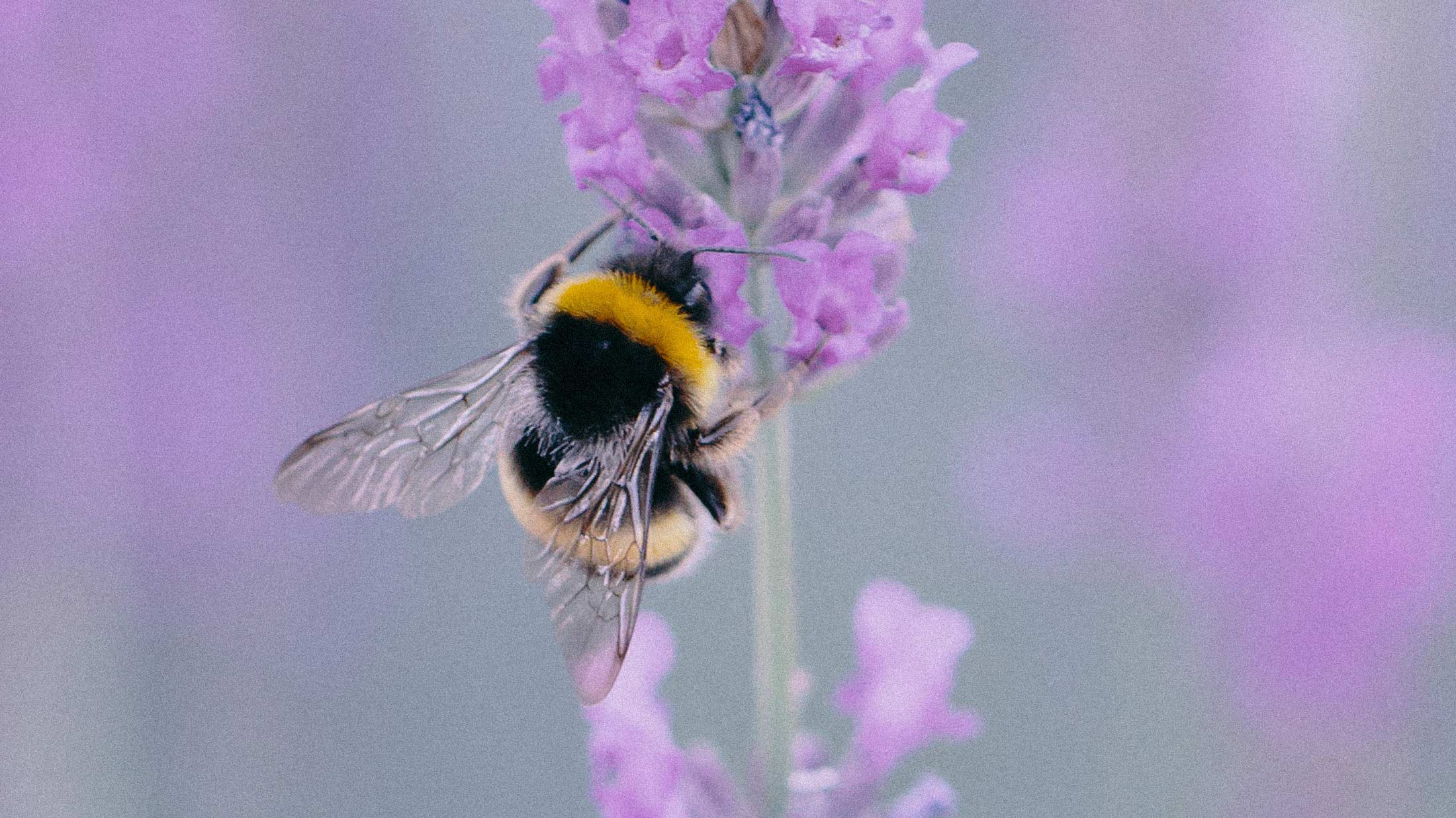 Honeybees Drop Like Stones When the Lights Go Off. What That Tells Us About Autonomous Flight.