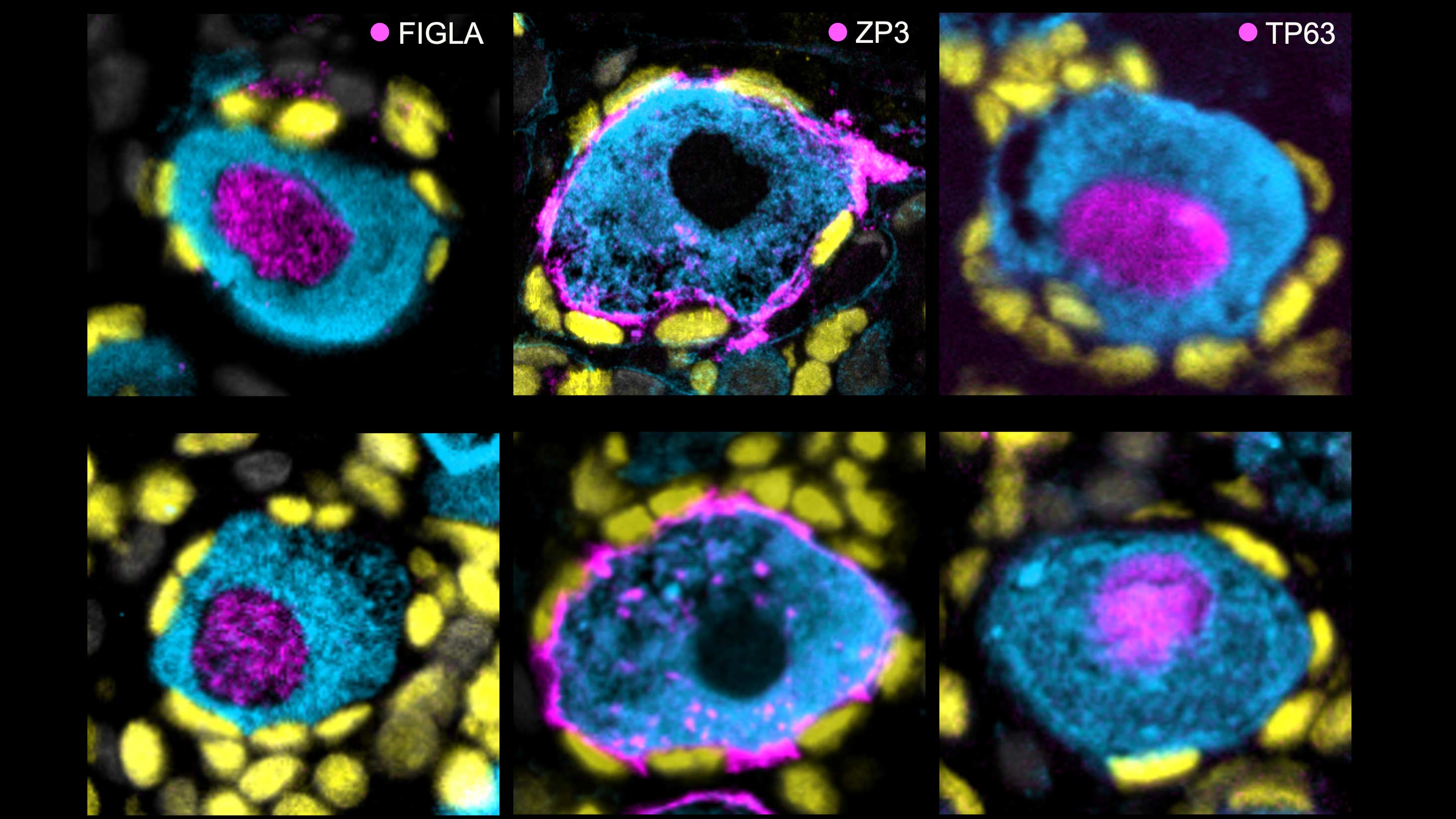 Conception Bio Claims First Human Eggs Grown From Stem Cells, Signaling a Shift in Reproductive Medicine