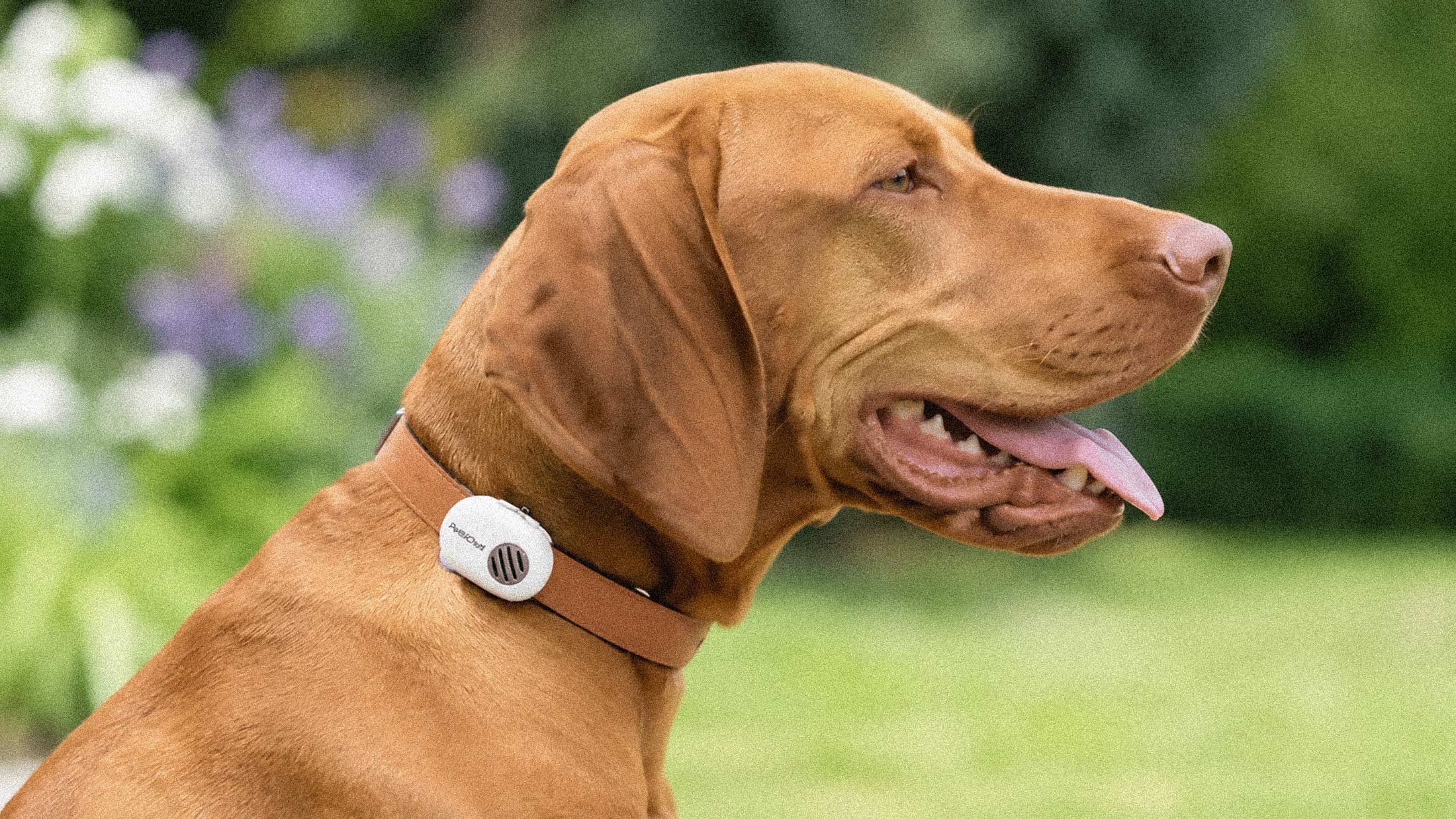 PettiChat's $118 AI Pet Collar Promises to Translate Your Dog's Bark. The Science Doesn't Back It Up.
