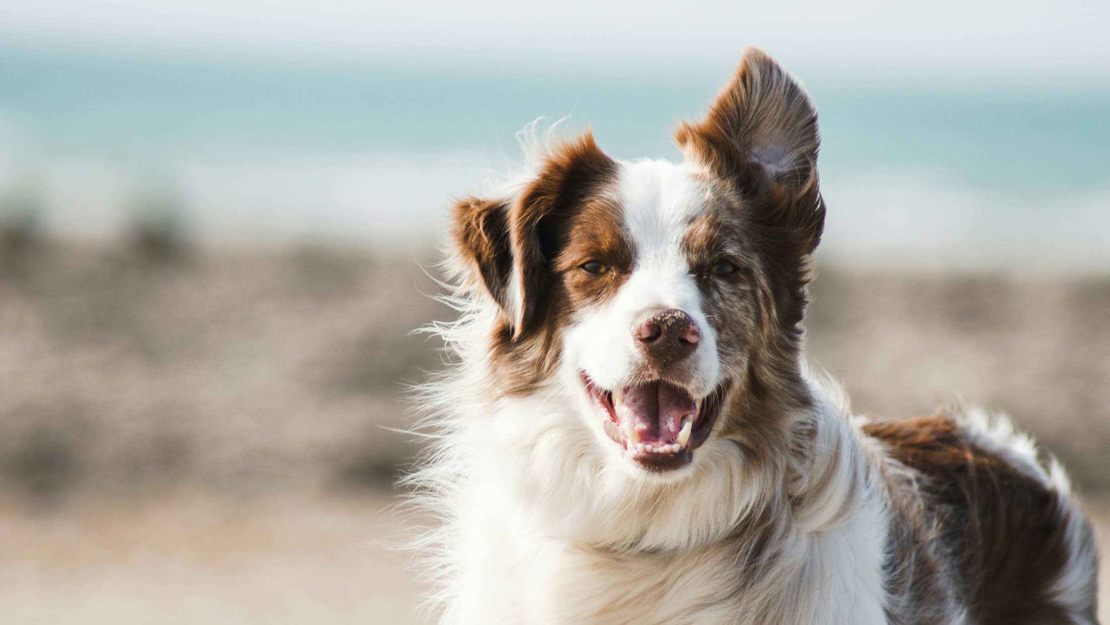 Ten Apps for Living With a Dog